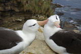 Black-browed Albatross 